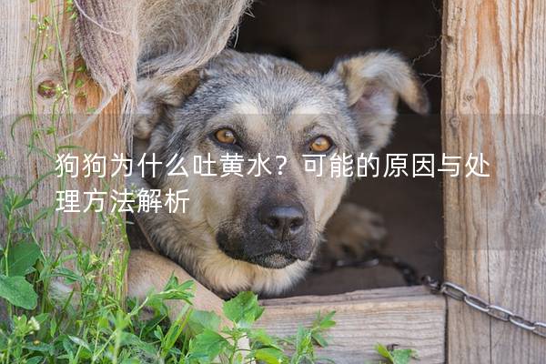 狗狗为什么吐黄水？可能的原因与处理方法解析