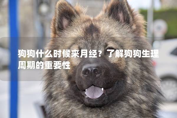 狗狗什么时候来月经？了解狗狗生理周期的重要性