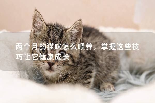 两个月的猫咪怎么喂养，掌握这些技巧让它健康成长