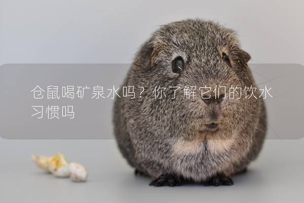 仓鼠喝矿泉水吗？你了解它们的饮水习惯吗