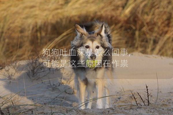 狗狗吐血沫是怎么回事, 可能是这些原因在作祟