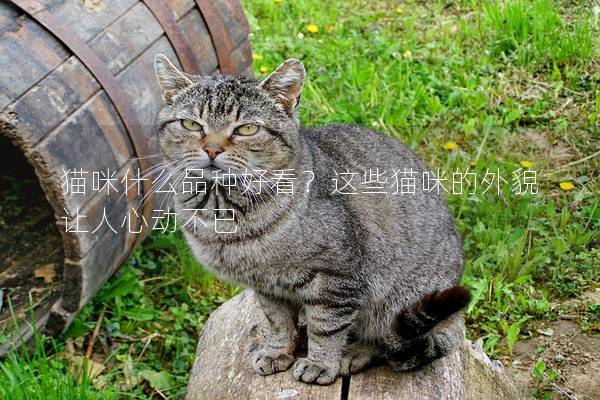 猫咪什么品种好看?这些猫咪的外貌让人心动不已 猫咪什么品种好看?这些猫咪的外貌让人心动不已