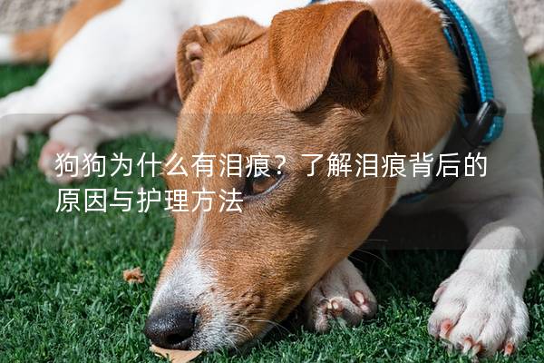 狗狗为什么有泪痕？了解泪痕背后的原因与护理方法