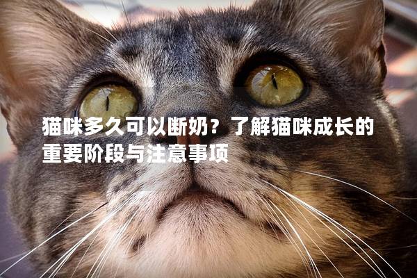 猫咪多久可以断奶？了解猫咪成长的重要阶段与注意事项