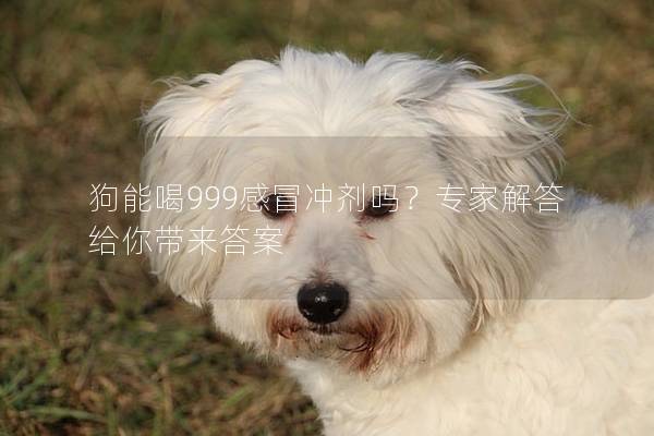 狗能喝999感冒冲剂吗？专家解答给你带来答案
