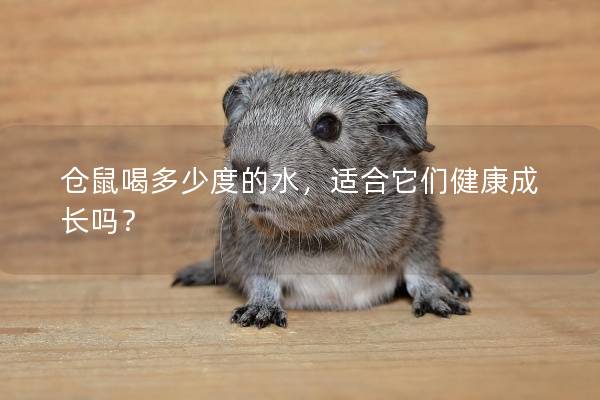 仓鼠喝多少度的水，适合它们健康成长吗？