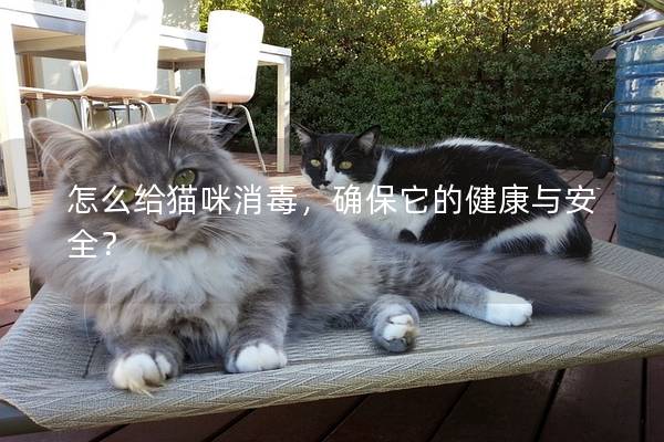怎么给猫咪消毒，确保它的健康与安全？