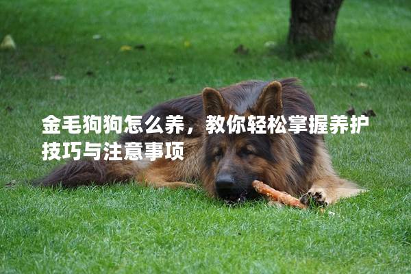 金毛狗狗怎么养，教你轻松掌握养护技巧与注意事项