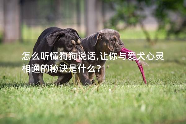 怎么听懂狗狗说话,让你与爱犬心灵相通的秘诀是什么？
