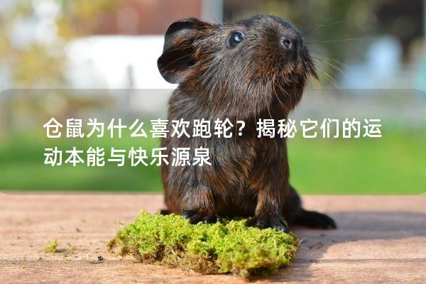 仓鼠为什么喜欢跑轮？揭秘它们的运动本能与快乐源泉