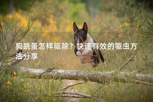 狗跳蚤怎样驱除?快速有效的驱虫方法分享 狗跳蚤怎样驱除?快速有效的驱虫方法分享