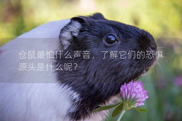 仓鼠最怕什么声音，了解它们的恐惧源头是什么呢？