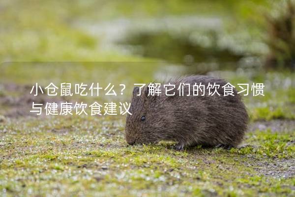 小仓鼠吃什么?了解它们的饮食习惯与健康饮食建议 小仓鼠吃什么?了解它们的饮食习惯与健康饮食建议