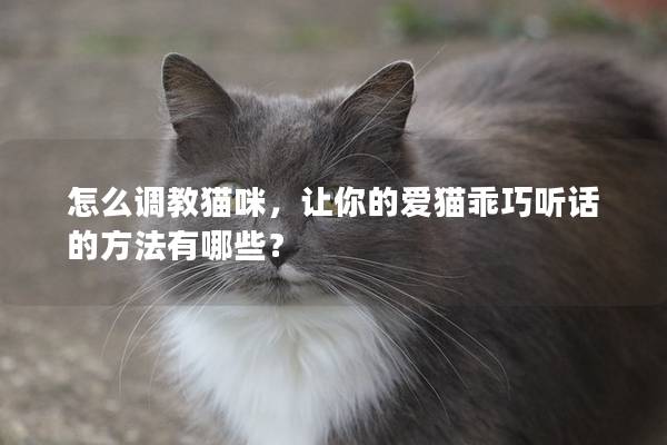 怎么调教猫咪，让你的爱猫乖巧听话的方法有哪些？