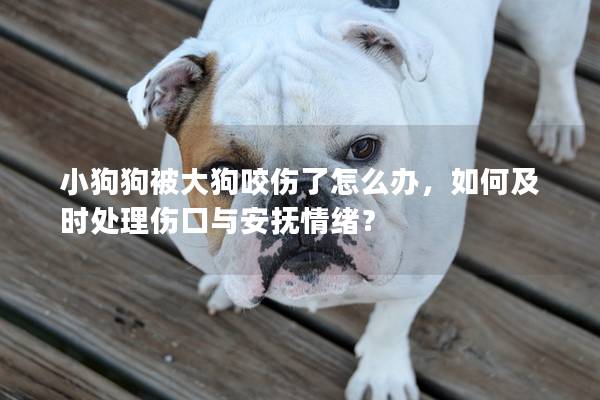 小狗狗被大狗咬伤了怎么办，如何及时处理伤口与安抚情绪？
