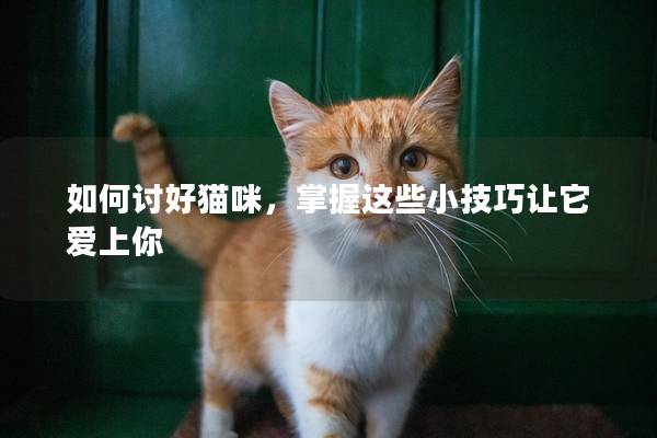 如何讨好猫咪，掌握这些小技巧让它爱上你