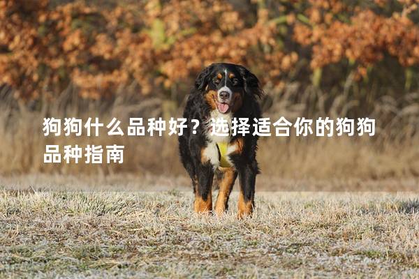 狗狗什么品种好?选择适合你的狗狗品种指南 狗狗什么品种好?选择适合你的狗狗品种指南