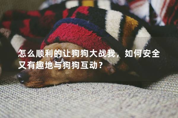 怎么顺利的让狗狗大战我，如何安全又有趣地与狗狗互动？