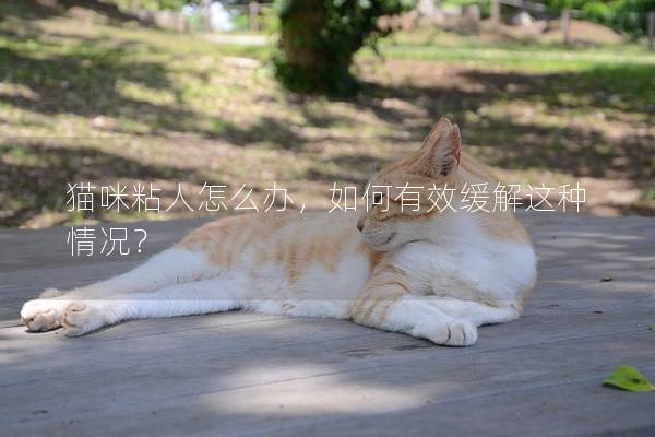 猫咪粘人怎么办，如何有效缓解这种情况？