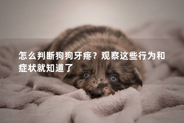 怎么判断狗狗牙疼？观察这些行为和症状就知道了
