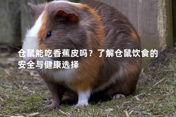 仓鼠能吃香蕉皮吗？了解仓鼠饮食的安全与健康选择