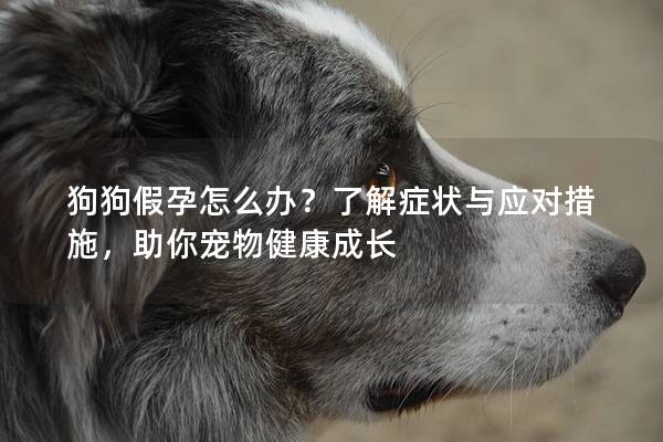 狗狗假孕怎么办？了解症状与应对措施，助你宠物健康成长