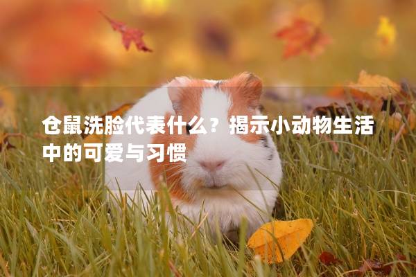 仓鼠洗脸代表什么？揭示小动物生活中的可爱与习惯