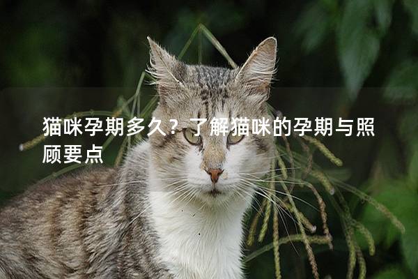猫咪孕期多久？了解猫咪的孕期与照顾要点