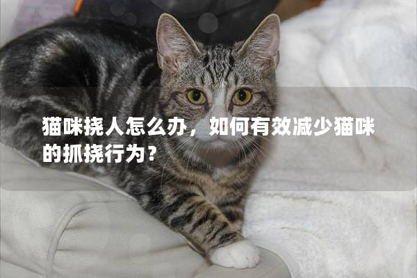 猫咪挠人怎么办，如何有效减少猫咪的抓挠行为？