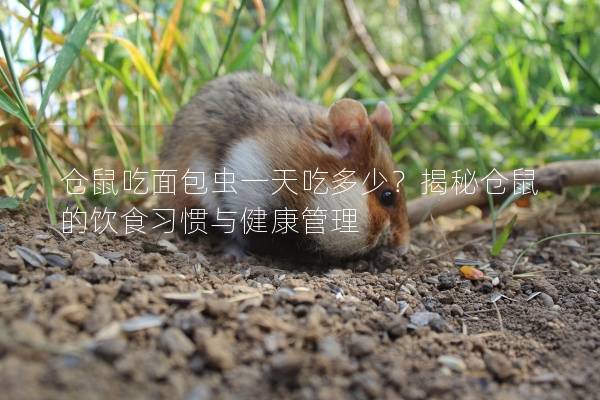 仓鼠吃面包虫一天吃多少?揭秘仓鼠的饮食习惯与健康管理 仓鼠吃面包虫一天吃多少?揭秘仓鼠的饮食习惯与健康管理
