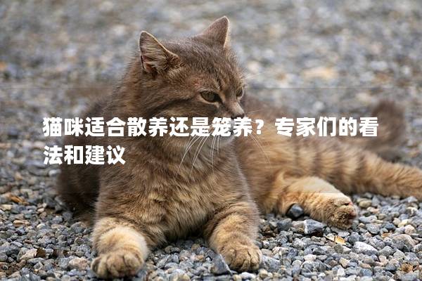 猫咪适合散养还是笼养？专家们的看法和建议