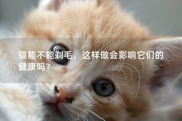 猫能不能剃毛,这样做会影响它们的健康吗? 猫能不能剃毛,这样做会影响它们的健康吗?