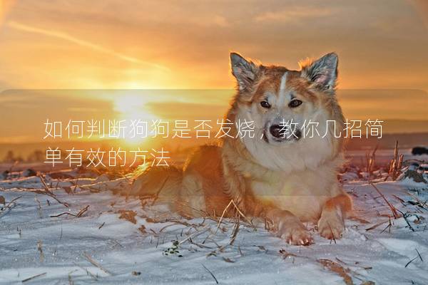 如何判断狗狗是否发烧，教你几招简单有效的方法