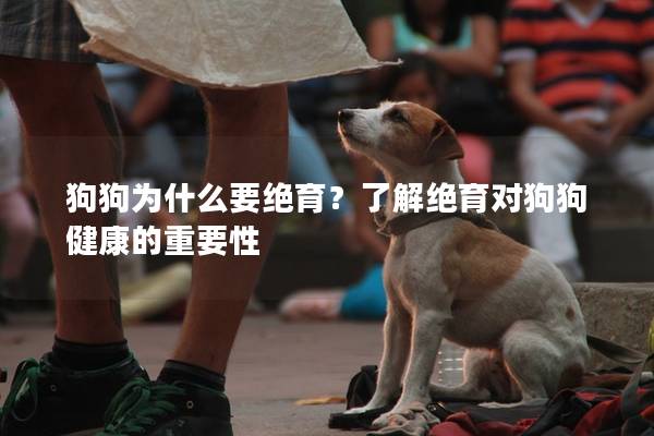 狗狗为什么要绝育？了解绝育对狗狗健康的重要性