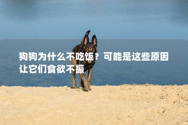狗狗为什么不吃饭？可能是这些原因让它们食欲不振