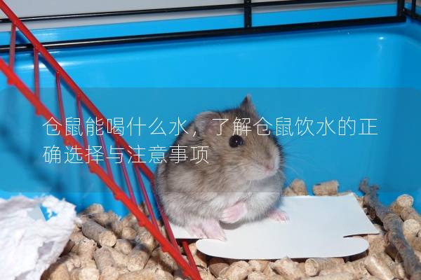 仓鼠能喝什么水，了解仓鼠饮水的正确选择与注意事项