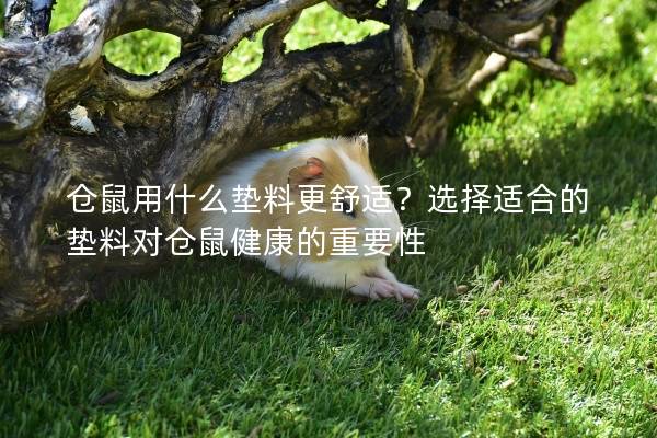 仓鼠用什么垫料更舒适？选择适合的垫料对仓鼠健康的重要性