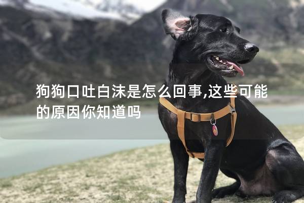 狗狗口吐白沫是怎么回事,这些可能的原因你知道吗