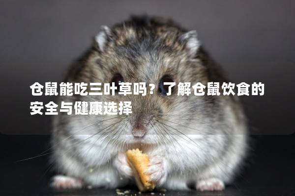 仓鼠能吃三叶草吗？了解仓鼠饮食的安全与健康选择