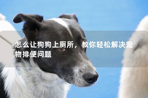 怎么让狗狗上厕所，教你轻松解决宠物排便问题