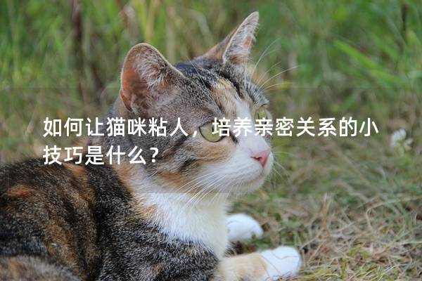 如何让猫咪粘人，培养亲密关系的小技巧是什么？