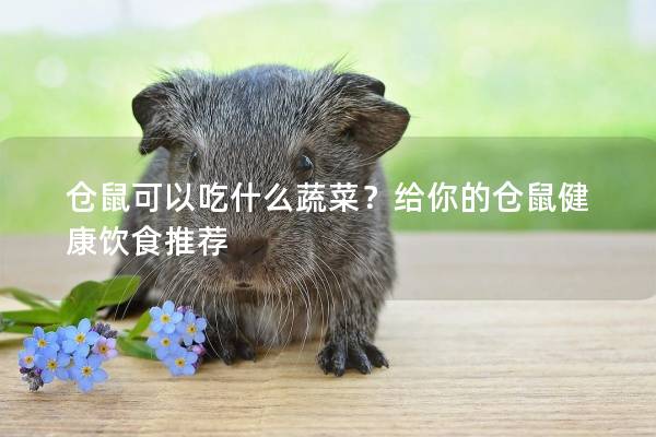 仓鼠可以吃什么蔬菜?给你的仓鼠健康饮食推荐 仓鼠可以吃什么蔬菜?给你的仓鼠健康饮食推荐