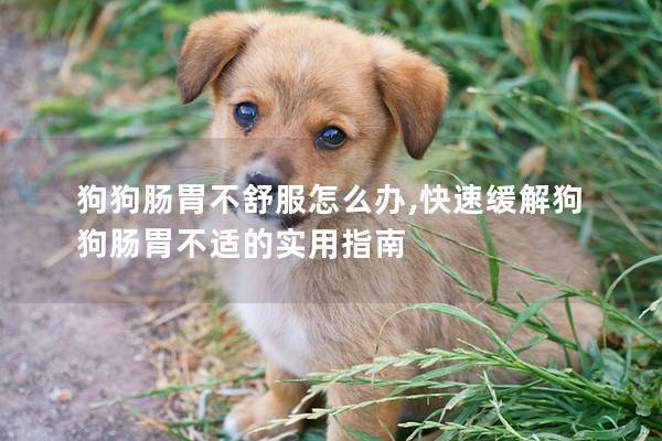 狗狗肠胃不舒服怎么办,快速缓解狗狗肠胃不适的实用指南