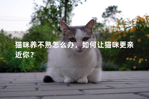 猫咪养不熟怎么办，如何让猫咪更亲近你？
