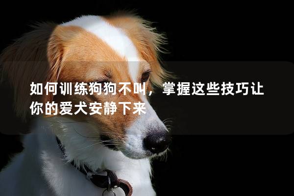 如何训练狗狗不叫，掌握这些技巧让你的爱犬安静下来