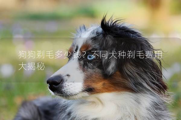 狗狗剃毛多少钱?不同犬种剃毛费用大揭秘 狗狗剃毛多少钱?不同犬种剃毛费用大揭秘