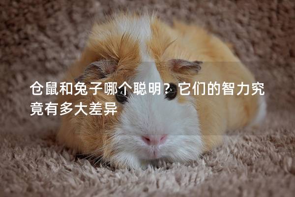 仓鼠和兔子哪个聪明？它们的智力究竟有多大差异