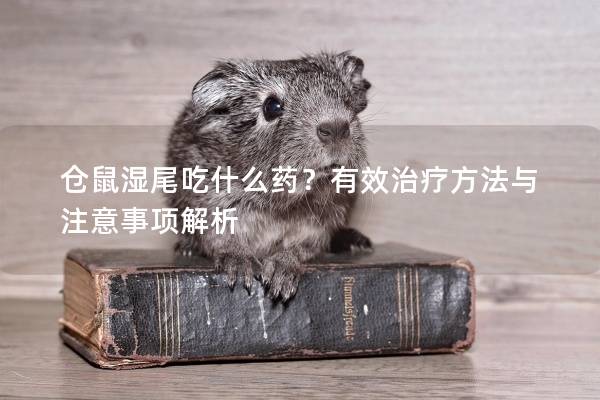 仓鼠湿尾吃什么药？有效治疗方法与注意事项解析