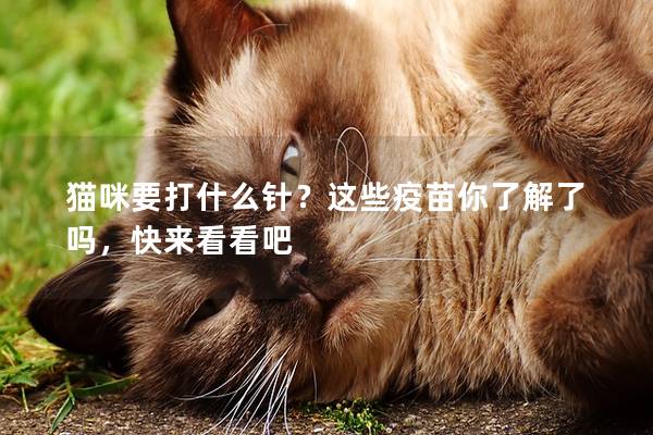猫咪要打什么针?这些疫苗你了解了吗,快来看看吧 猫咪要打什么针?这些疫苗你了解了吗,快来看看吧