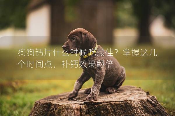 狗狗钙片什么时候吃最佳？掌握这几个时间点，补钙效果翻倍